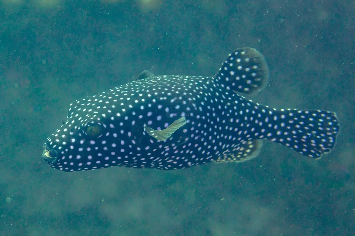 Guinea fowl pufferfish feeding on a reef