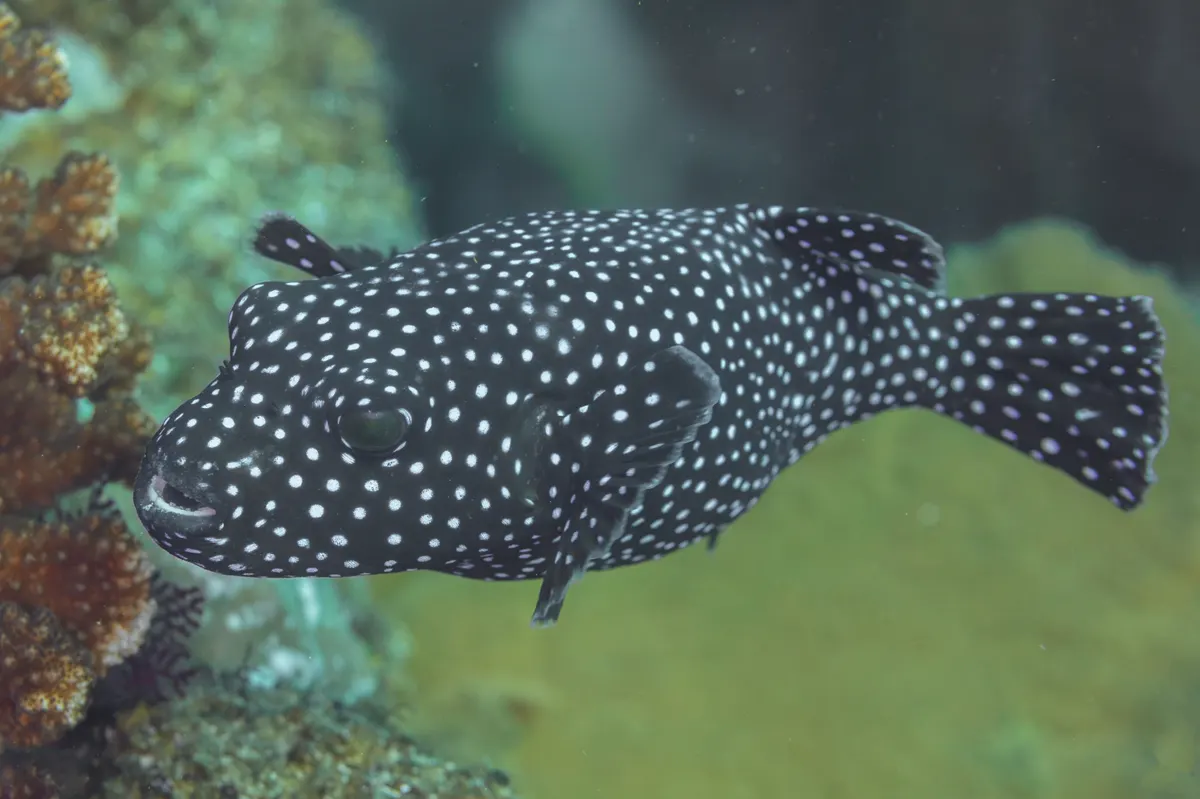 Guinea fowl pufferfish swimming near reef cover