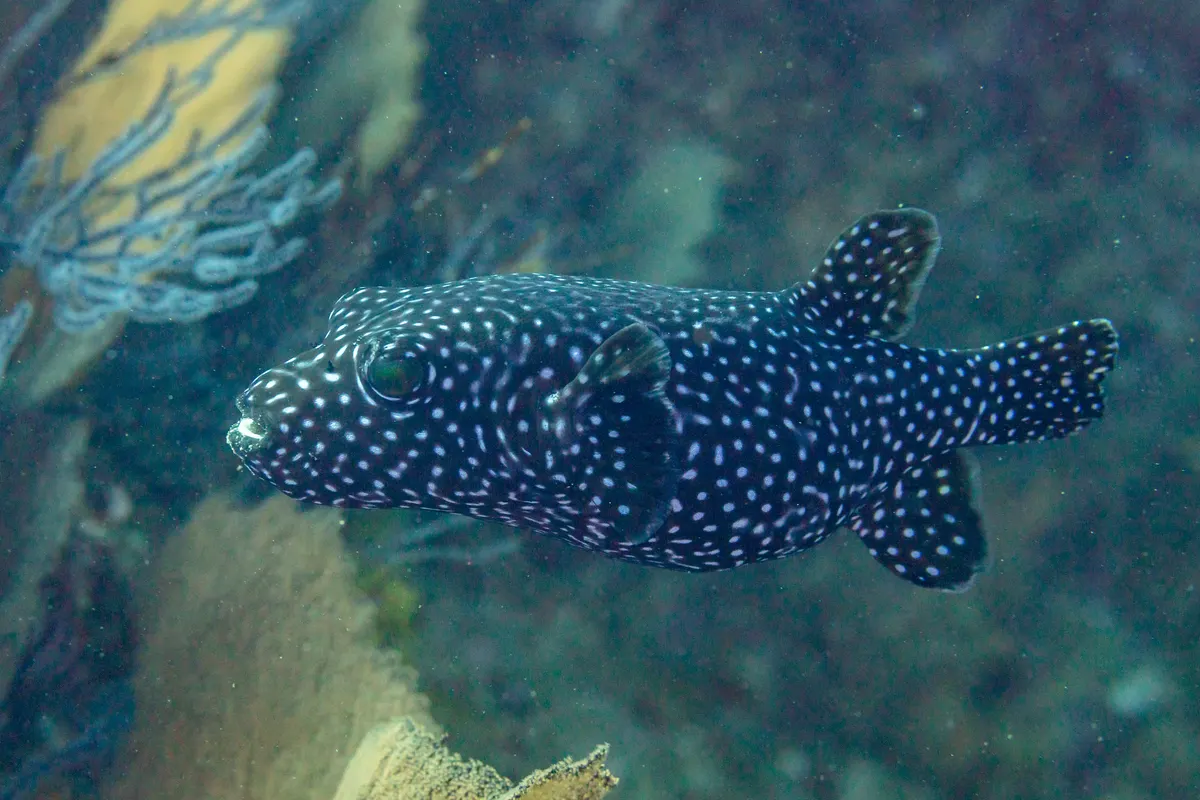 Guinea fowl pufferfish with spotted dark color pattern