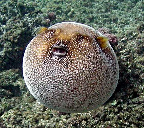 Pufferfish swimming over a tropical coral reef