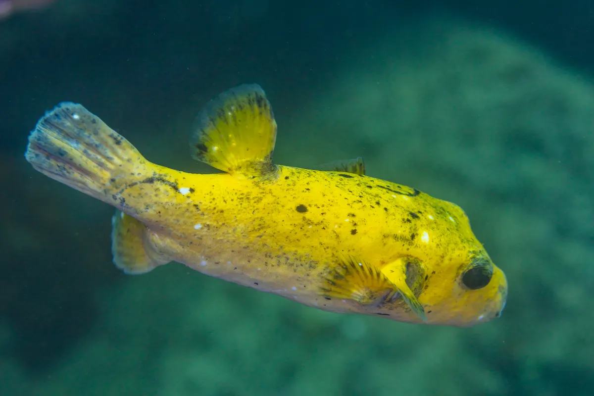 Guinea fowl pufferfish swimming over a coral reef
