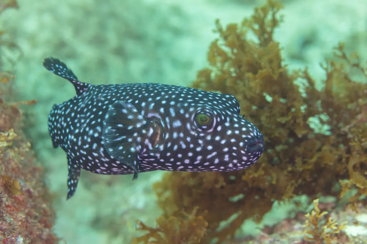 Guinea fowl pufferfish in eastern Pacific reef waters