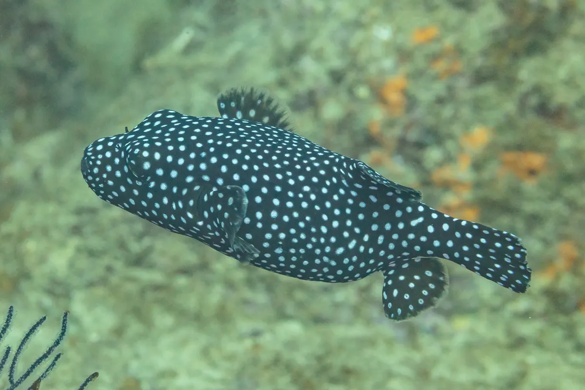 Guinea fowl pufferfish showing rounded body size