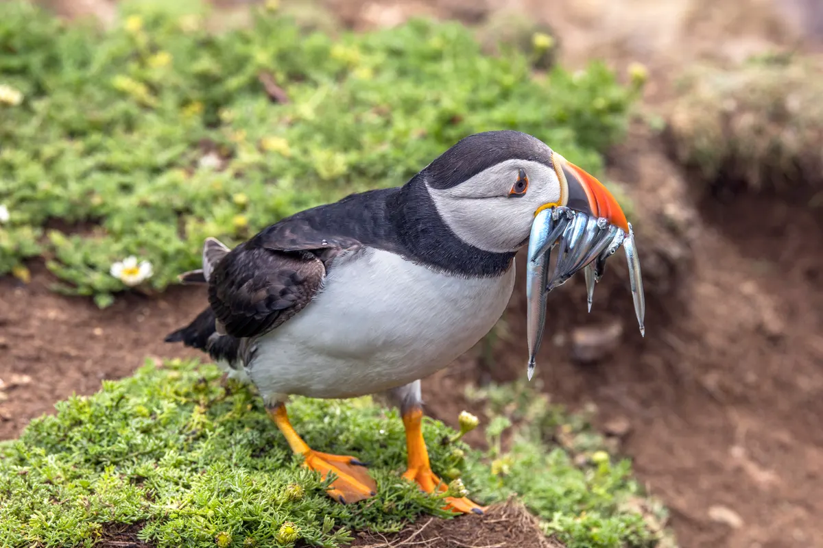 A young or baby Atlantic Puffin showing early development