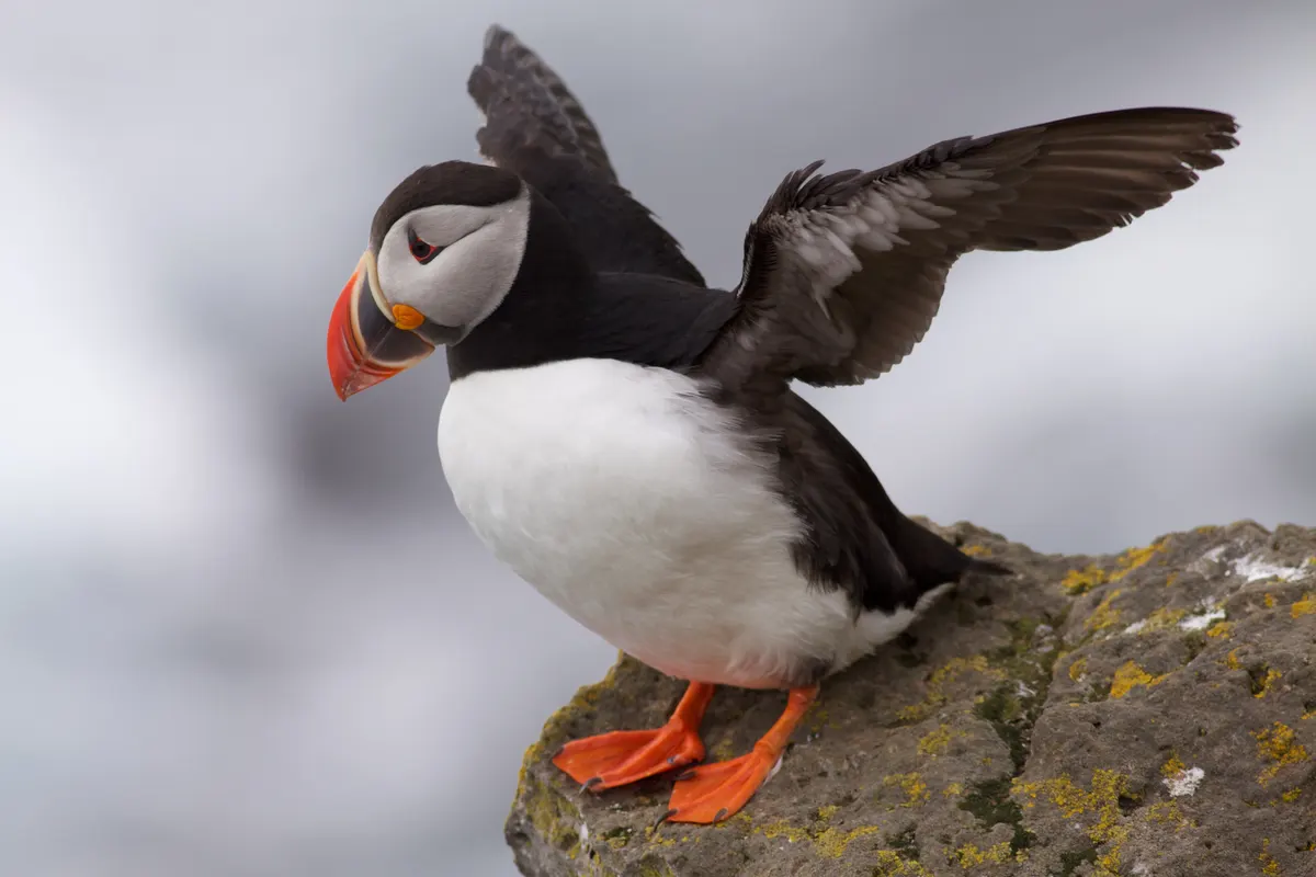 A detailed close-up showing the physical features of a Atlantic Puffin
