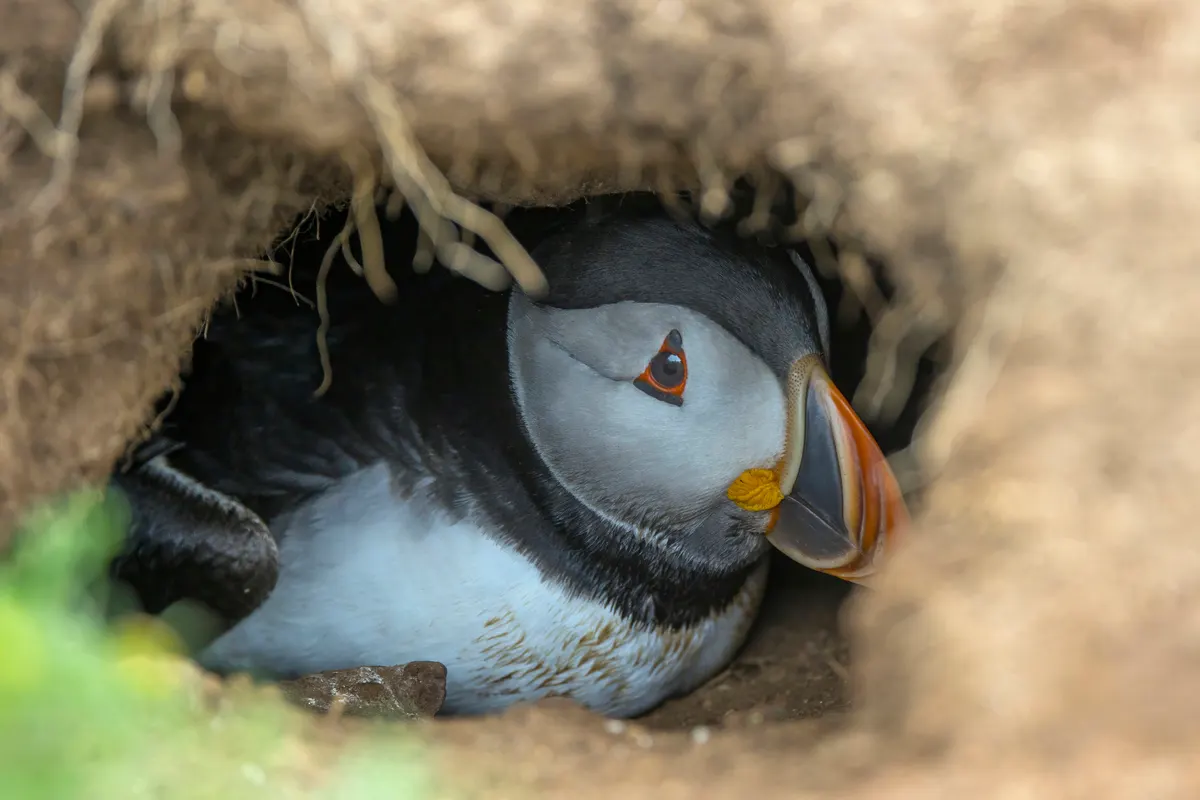 A young or baby Atlantic Puffin showing early development