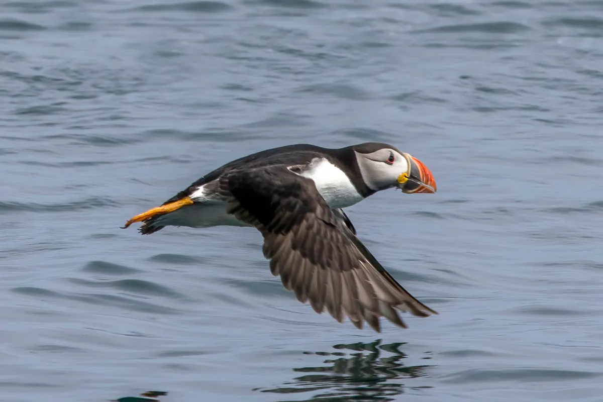 A Atlantic Puffin finding or consuming food