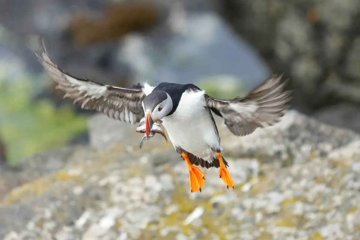 Atlantic puffin flying with several fish held in its bill