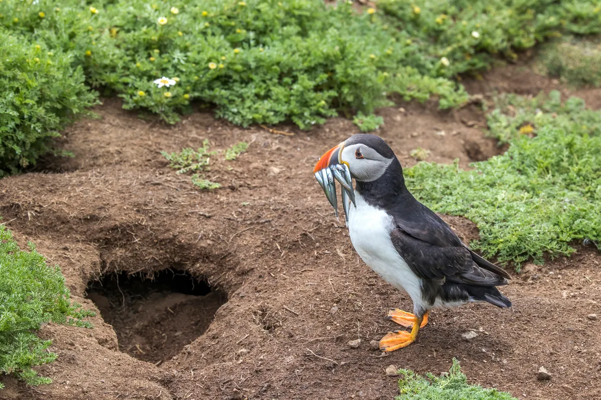 A Atlantic Puffin navigating its natural environment