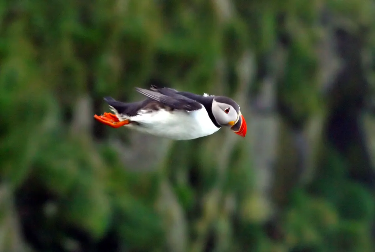 An Atlantic Puffin flying over the ocean during migration