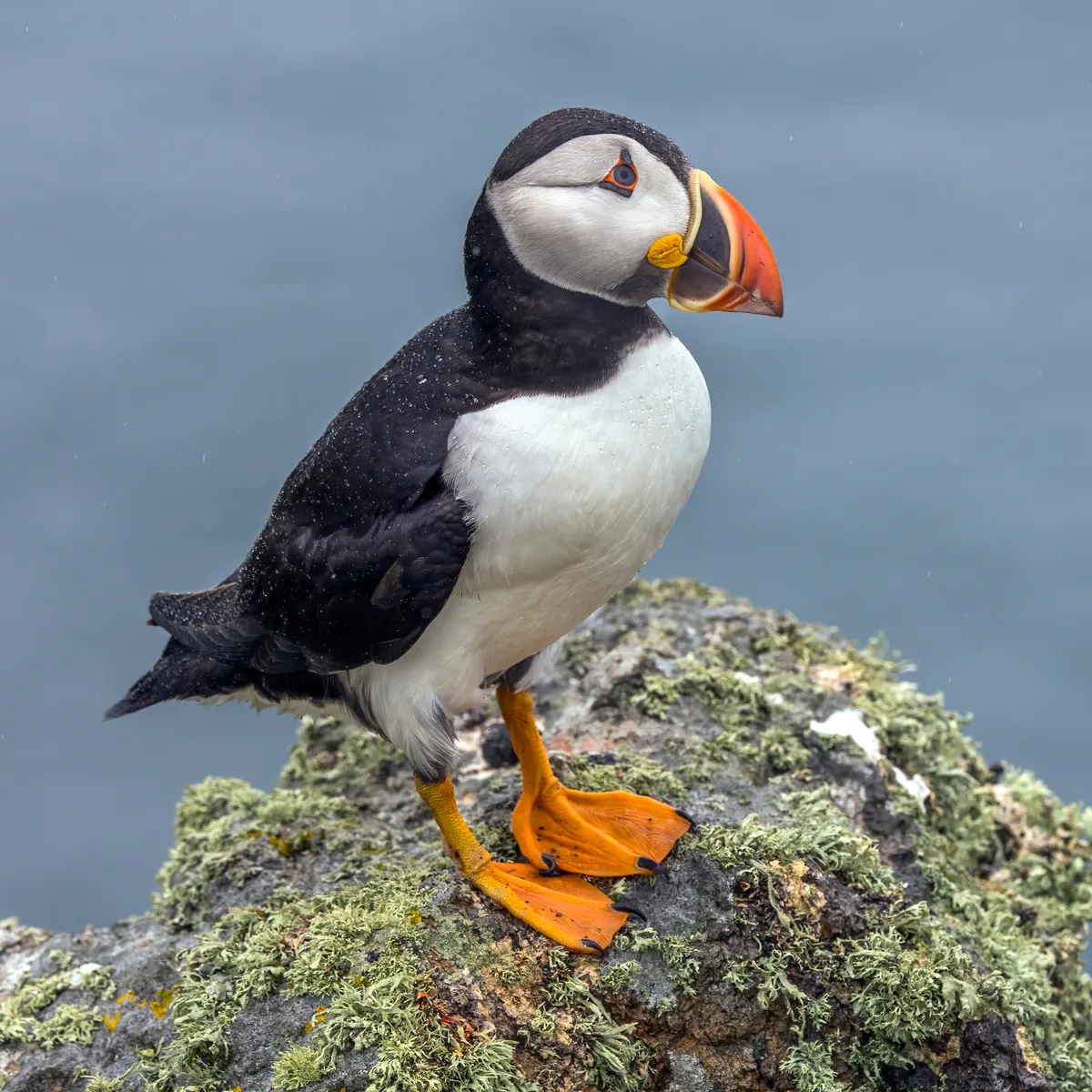 A Atlantic Puffin finding or consuming food