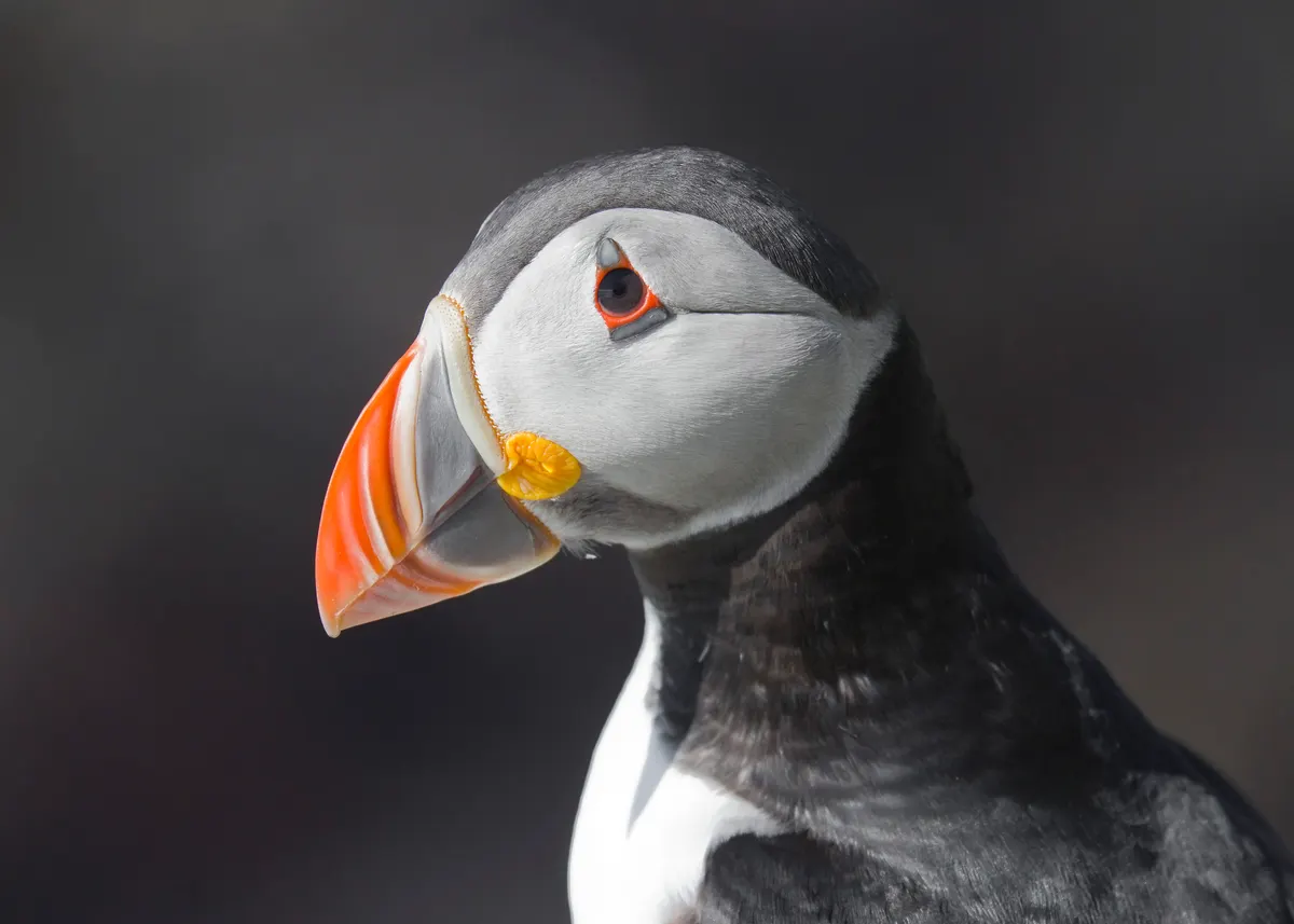 Close-up portrait of an Atlantic puffin with orange bill