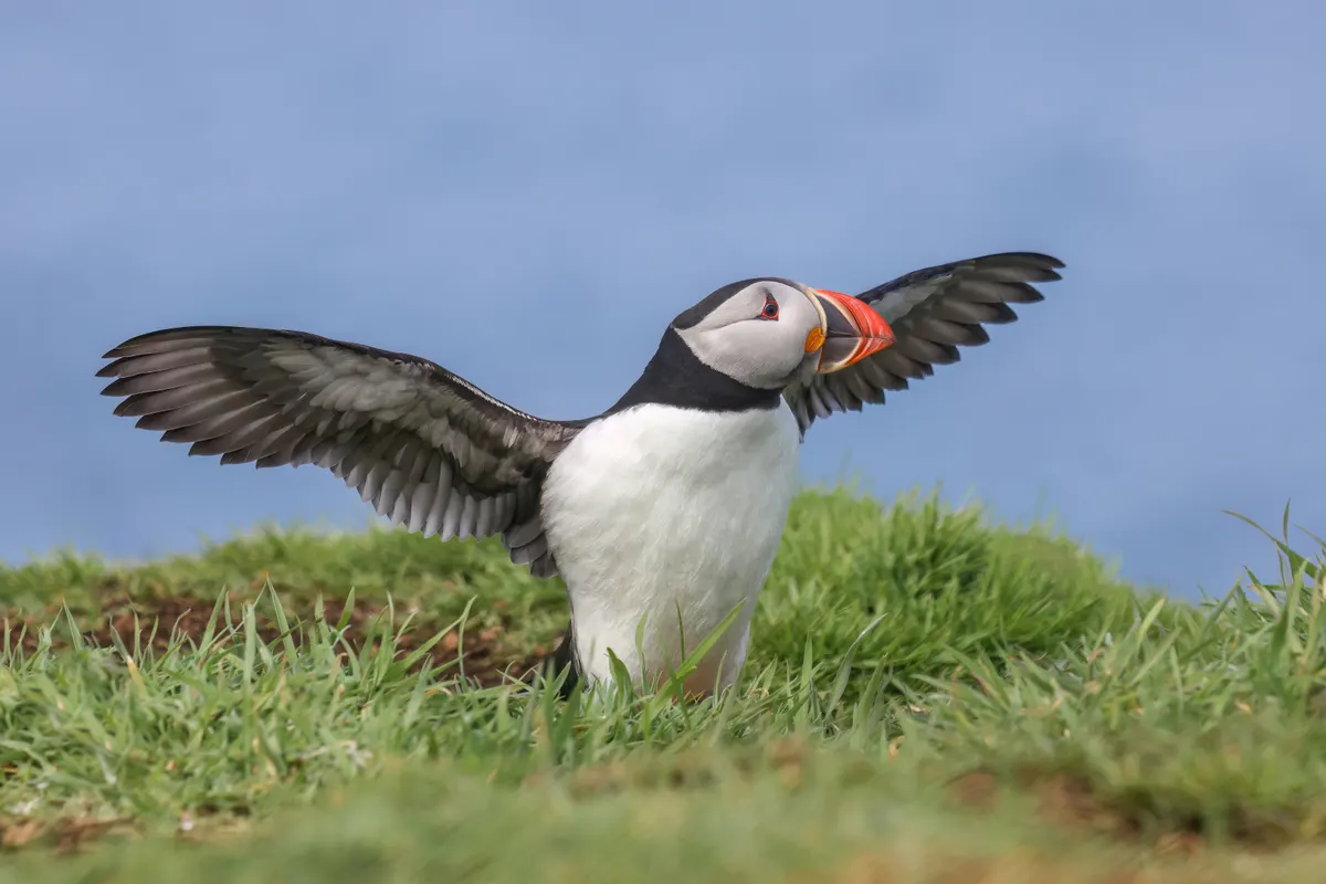 A Atlantic Puffin showing a unique behavior or adaptation