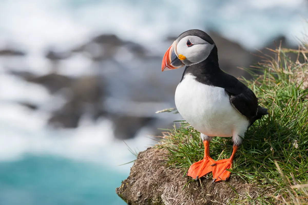 A Atlantic Puffin navigating its natural environment