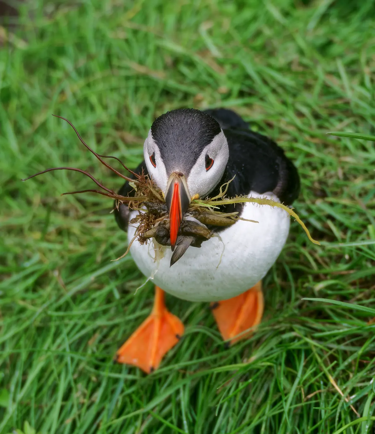 A Atlantic Puffin traveling across its geographic range