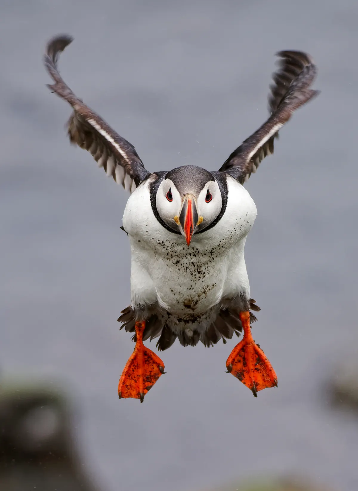 Atlantic puffin flying toward the camera with wings spread