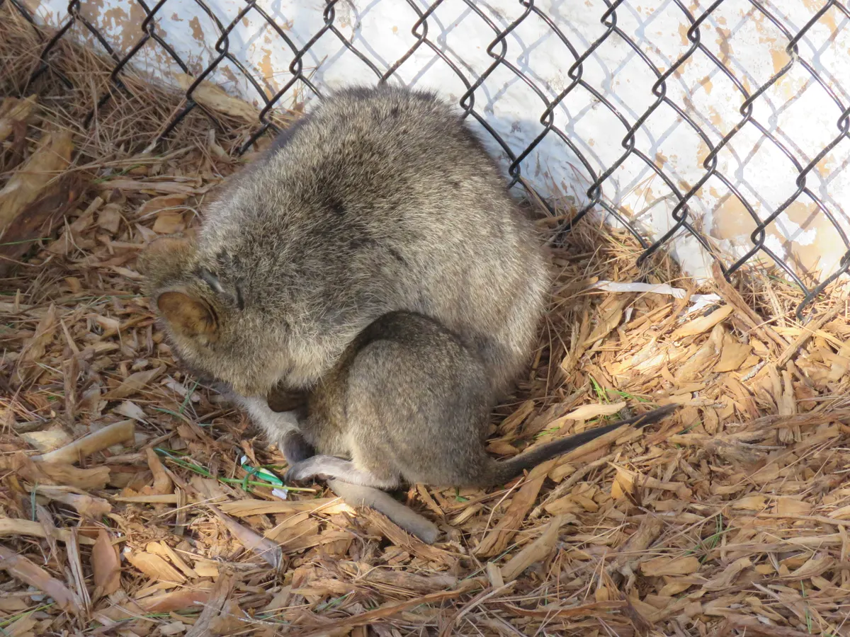 Young quokka joey visible beside its mother on Rottnest