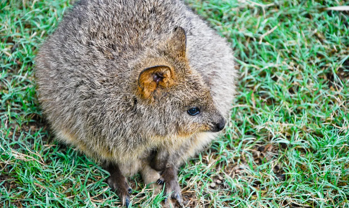 Quokka standing near low vegetation suitable for browsing
