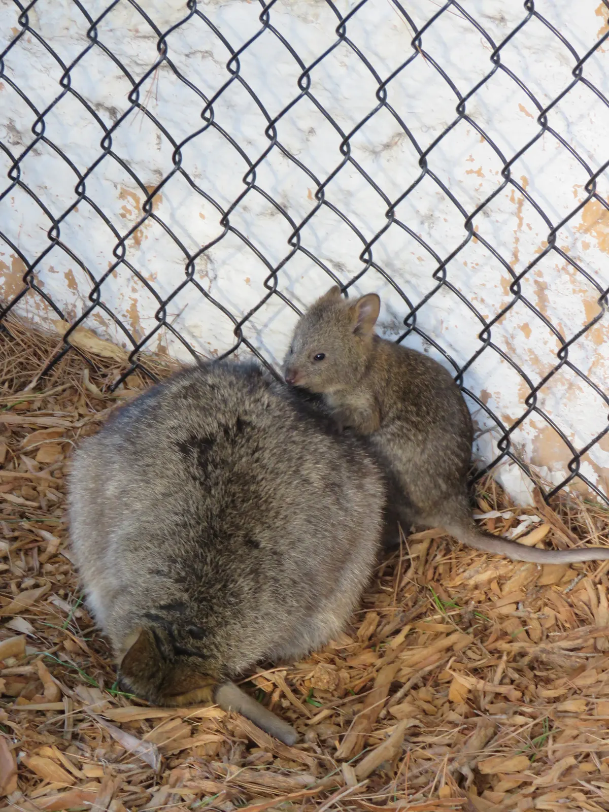 Quokka mother with pouch joey showing macropod family care