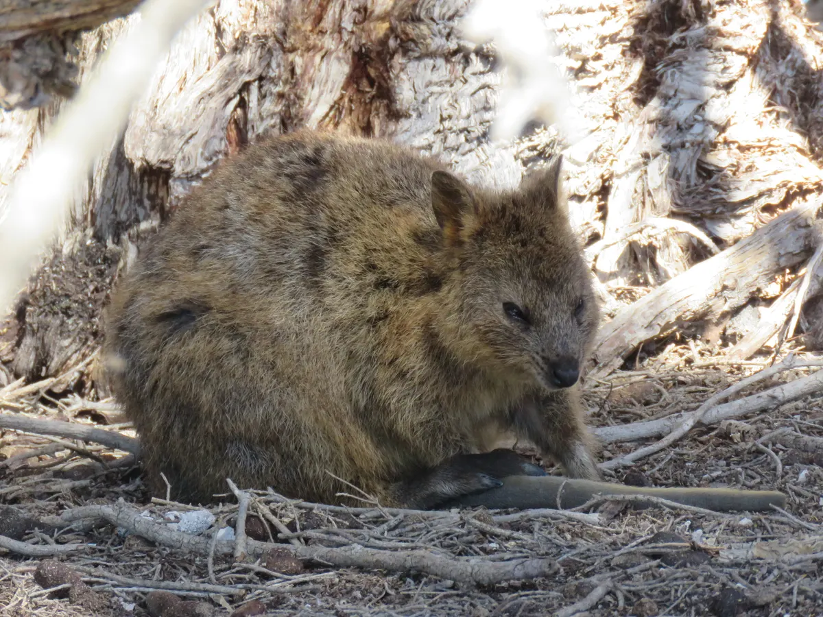 Quokka moving through coastal scrub habitat on Rottnest Island