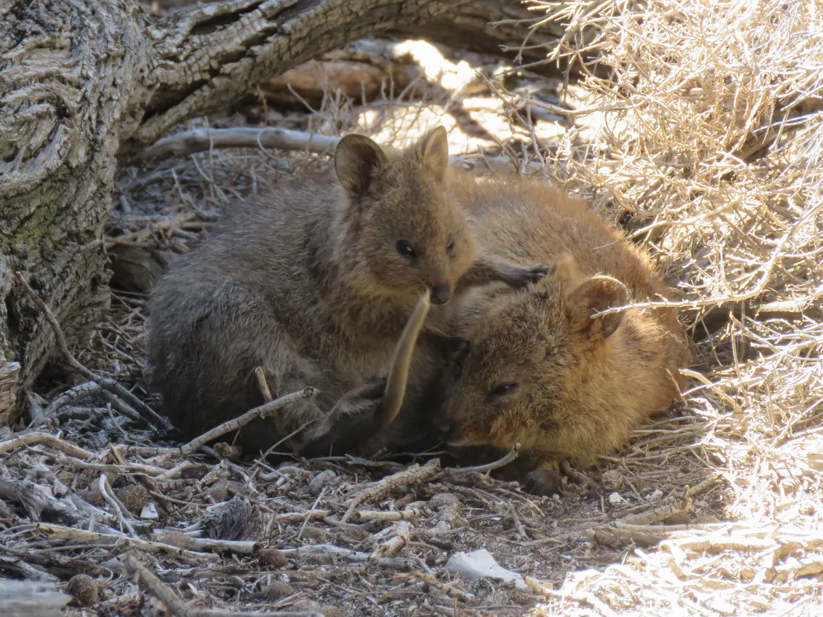 Quokka sitting alert among shrubs on Rottnest Island