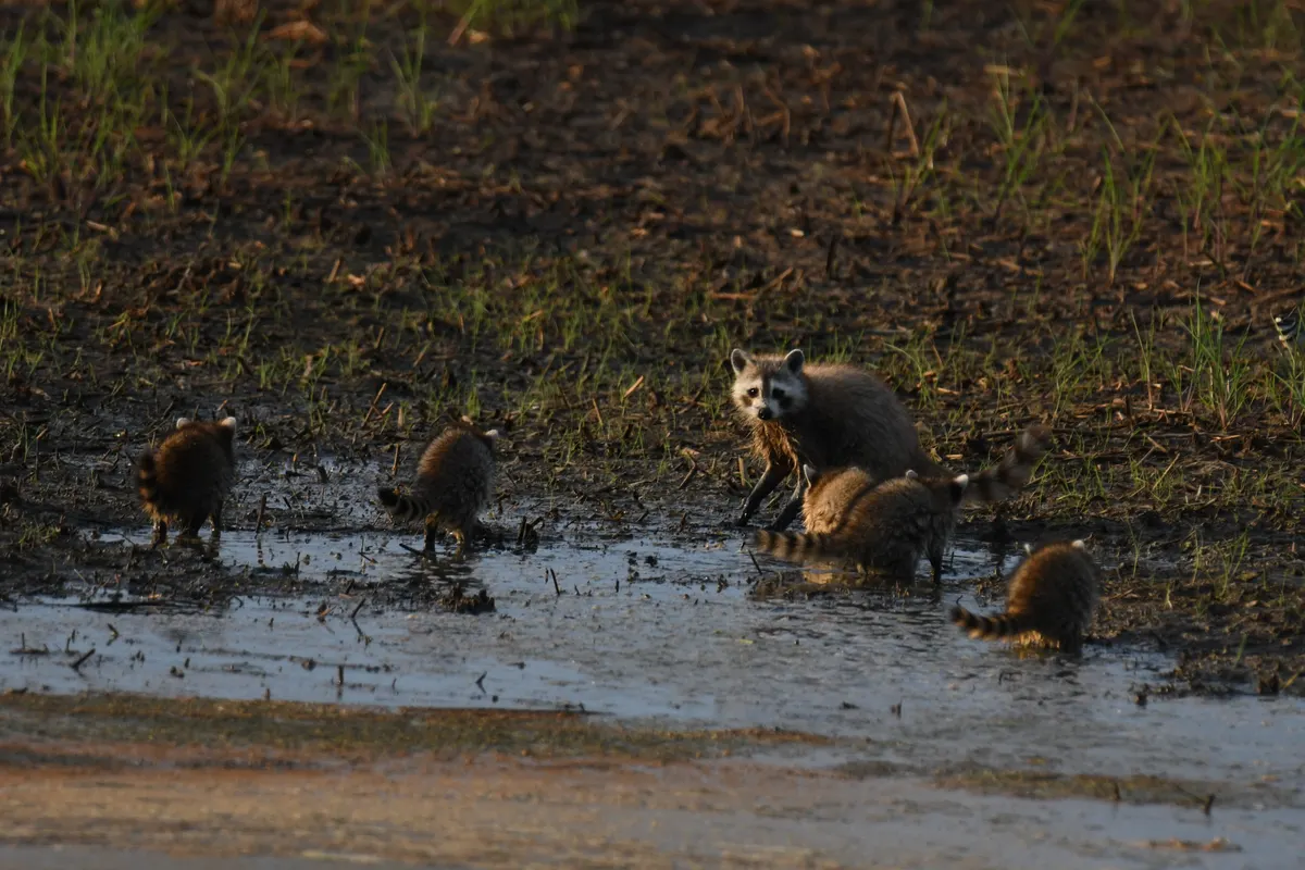 Young raccoon kits with an adult raccoon