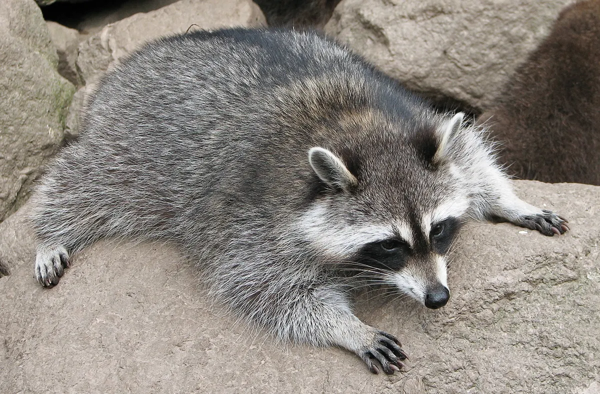 Close-up of a raccoon face and front paws