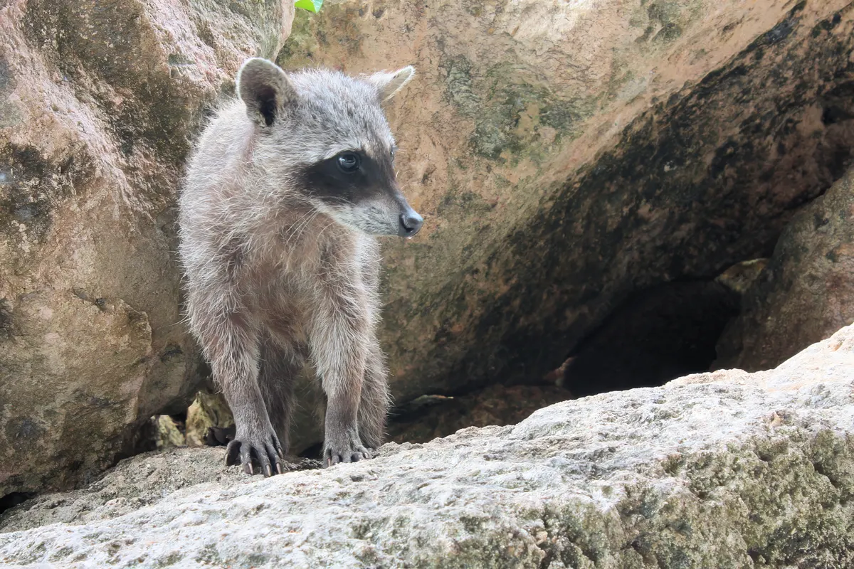 Young raccoon exploring forest floor