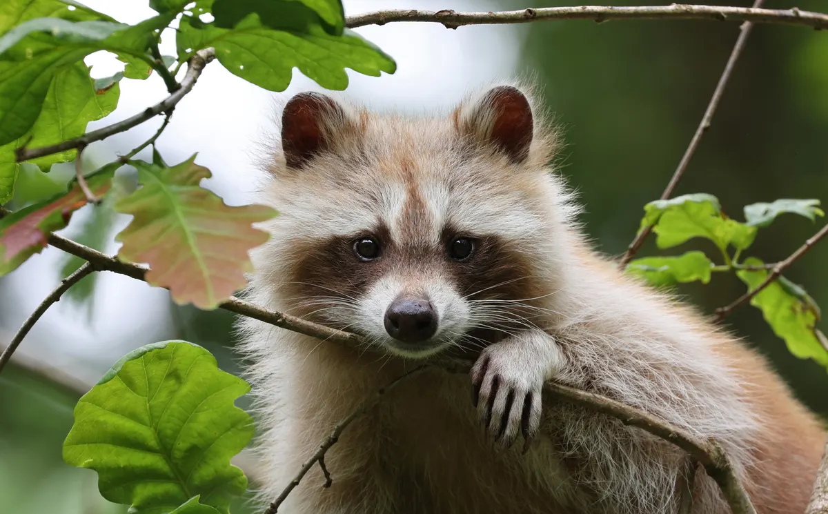 Raccoon foraging for food near water