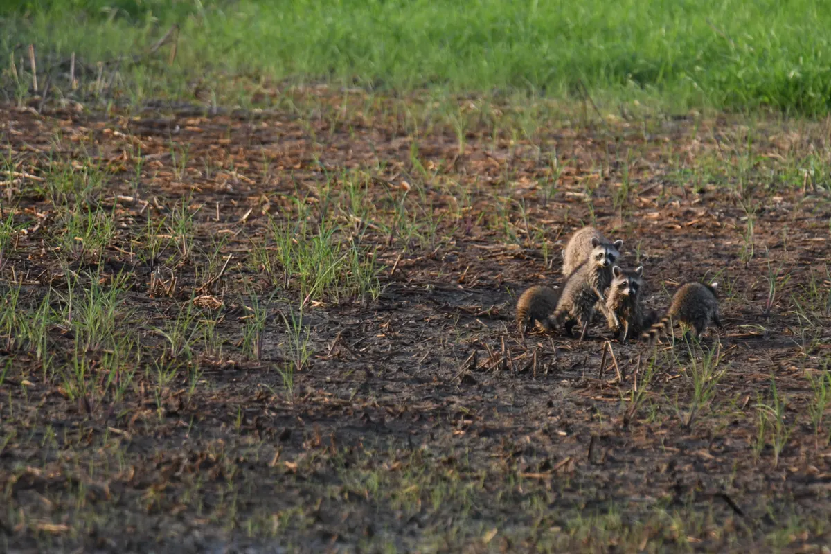 Raccoon mother with kits in wetland habitat