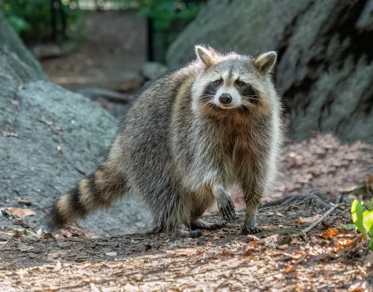 Raccoon in urban park woodland habitat