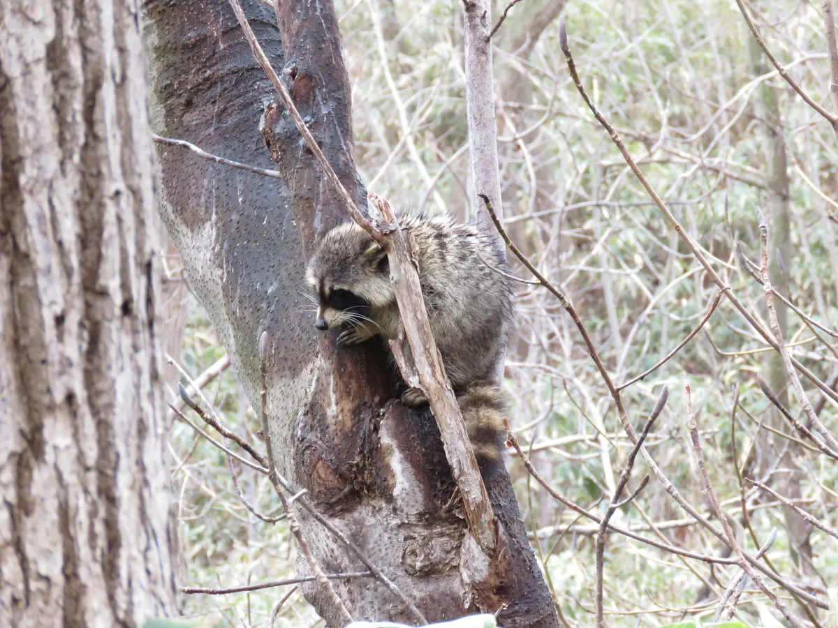 Raccoon climbing in a tree far from its native range