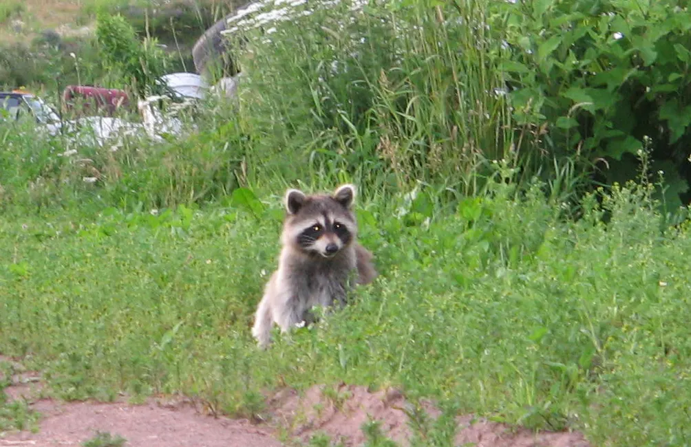 Raccoon holding food with its front paws while eating