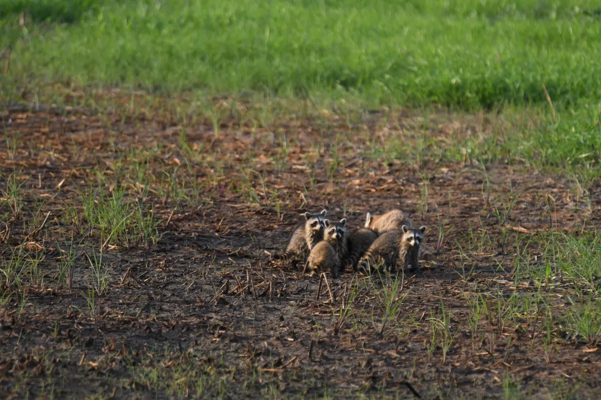 Raccoon family group traveling together