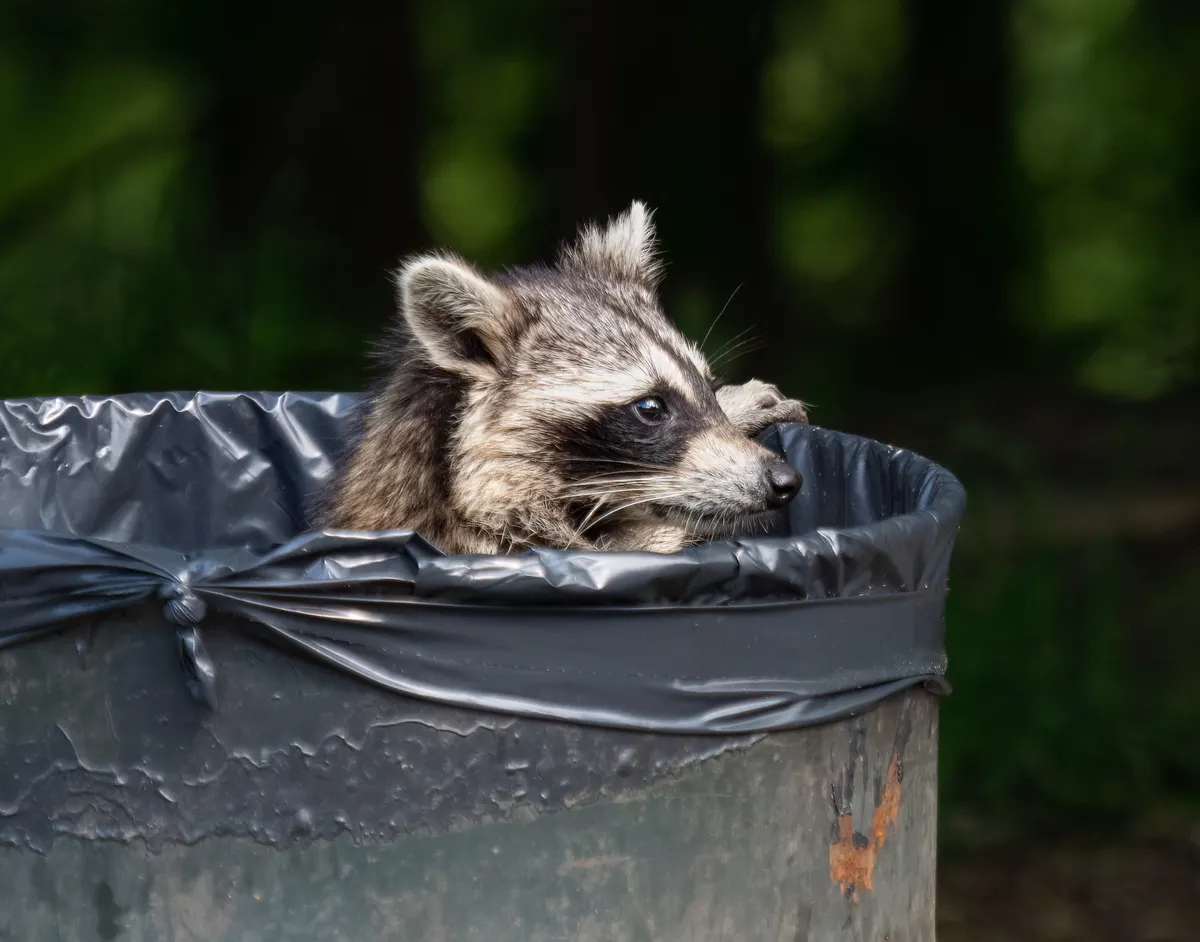 Raccoon exploring a garbage can in a city park