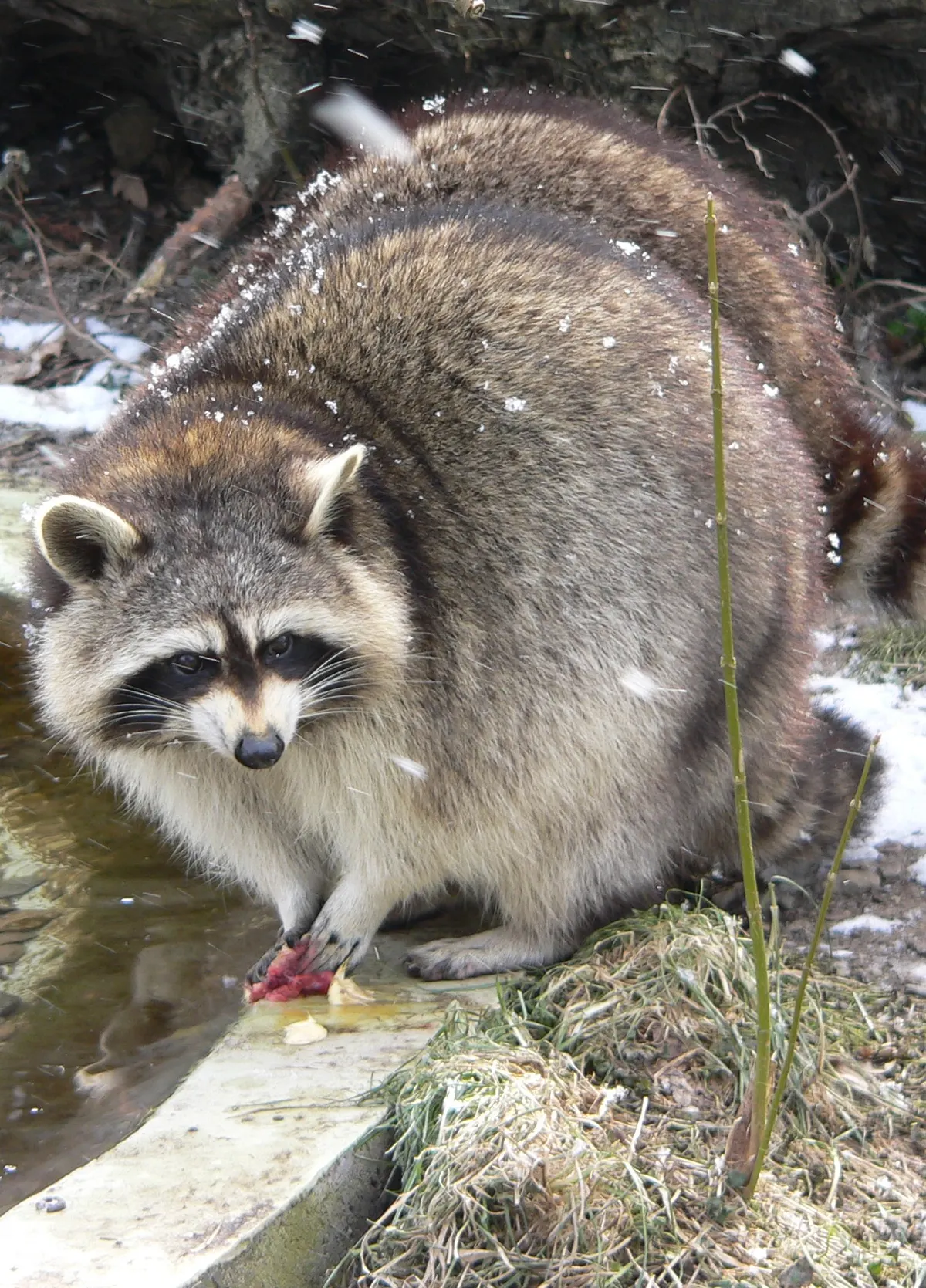 Wild raccoon near a stream, washing food with its nimble paws