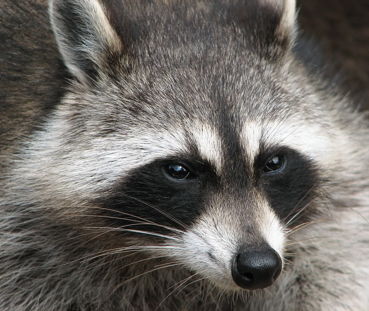 Raccoon with black mask markings and ringed tail