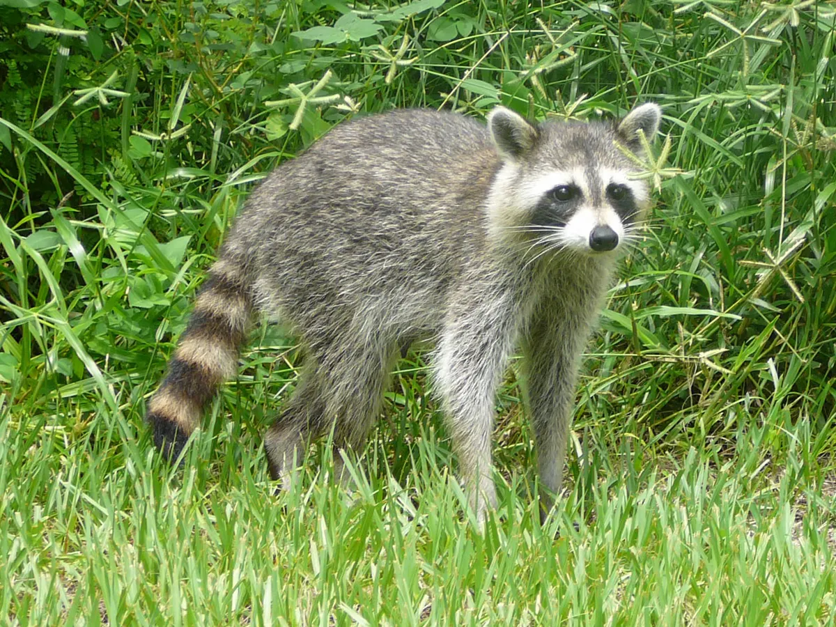 Common raccoon in natural woodland habitat