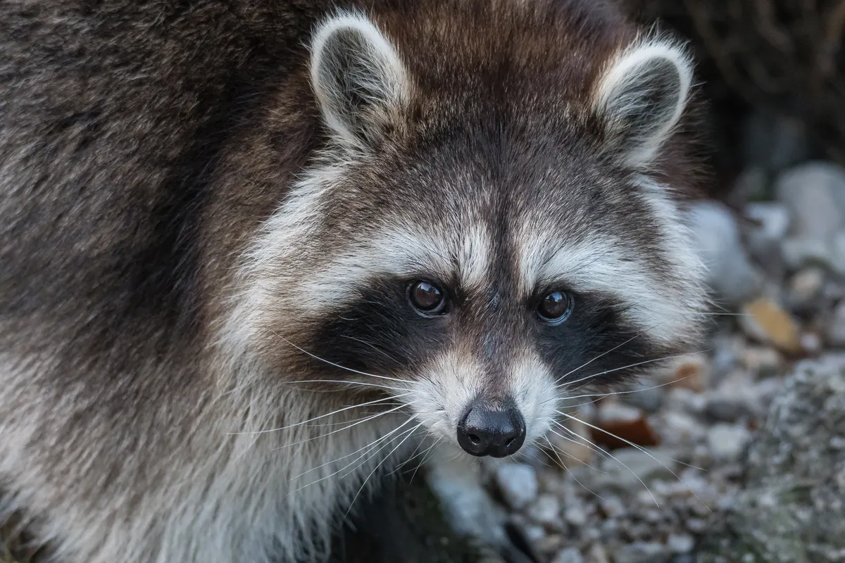 Raccoon showing full body size on the ground