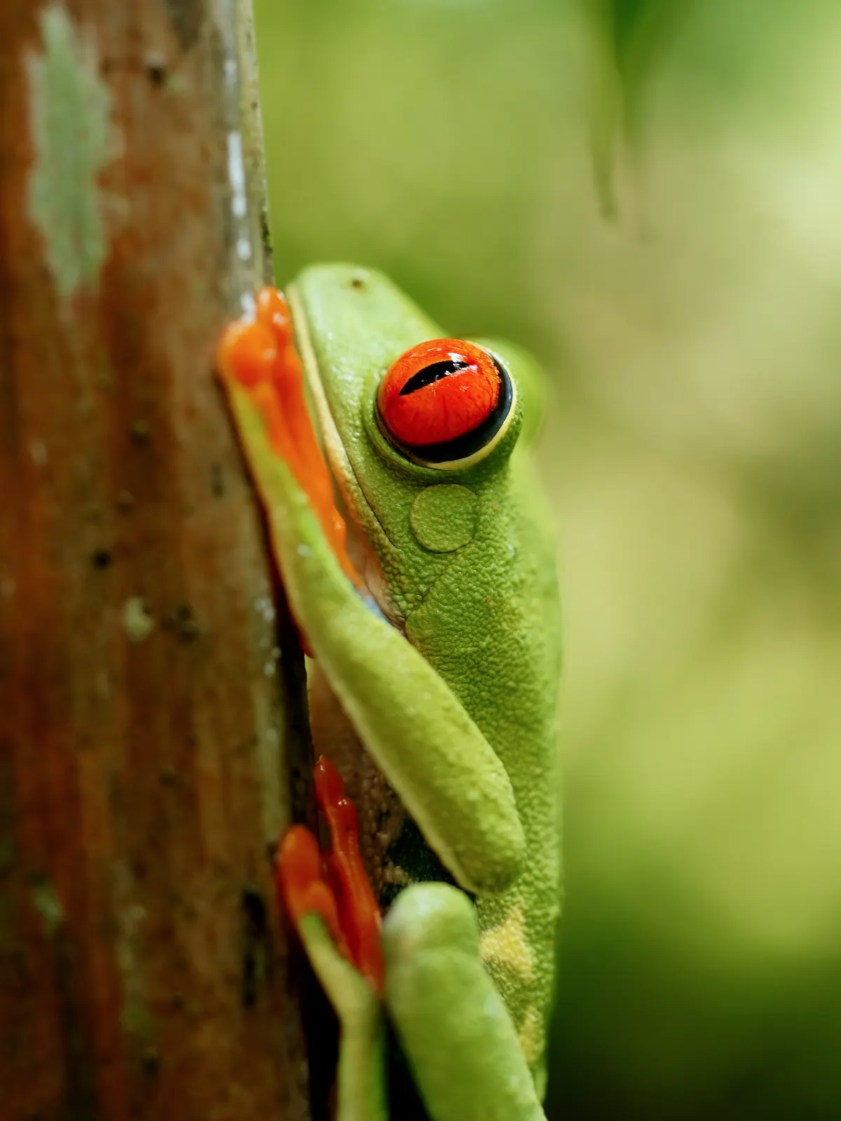 Extreme close-up of red-eyed tree frog showing vivid red eye and vertical pupil