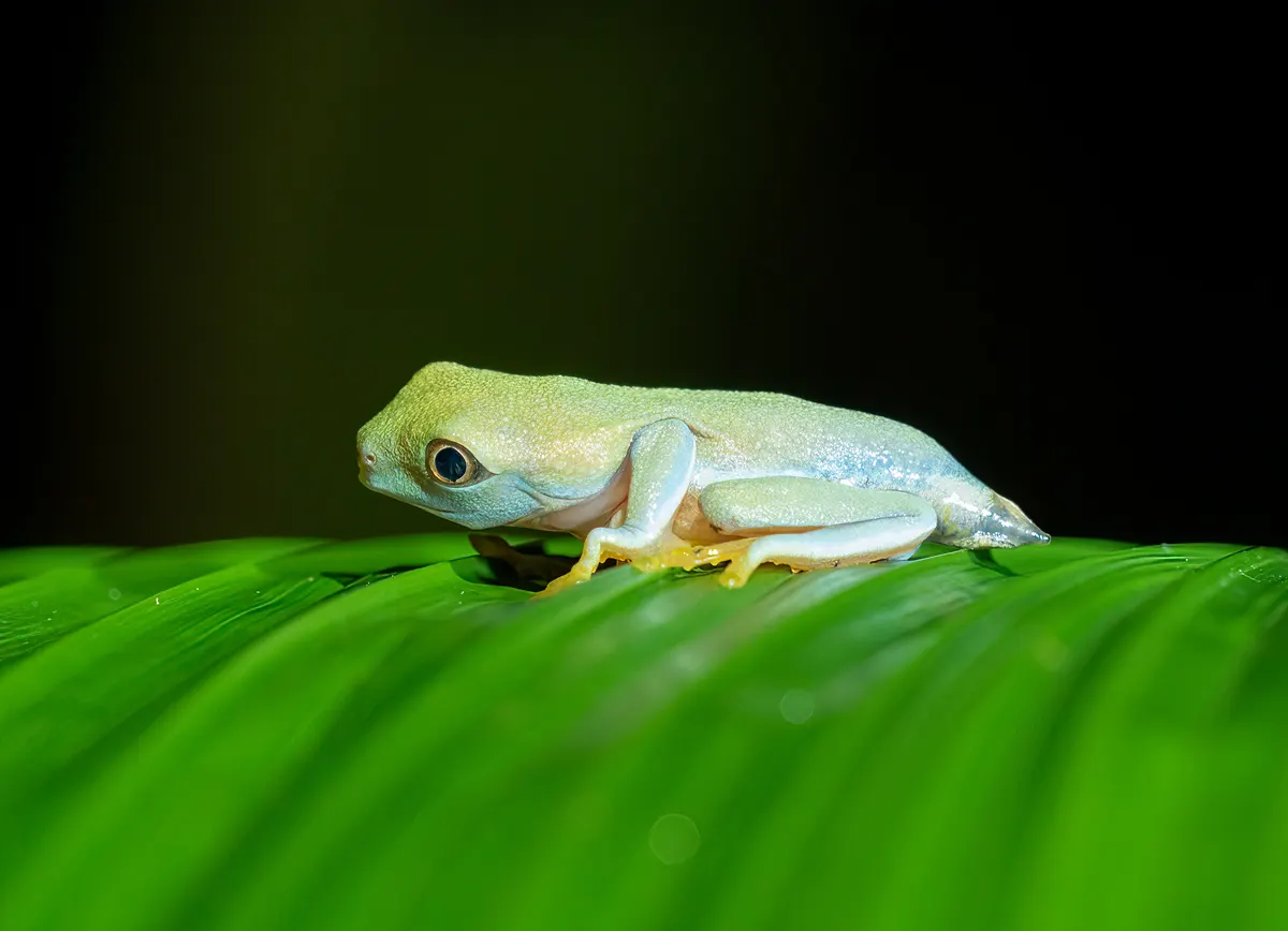 Young red-eyed tree froglet with developing color on a green leaf