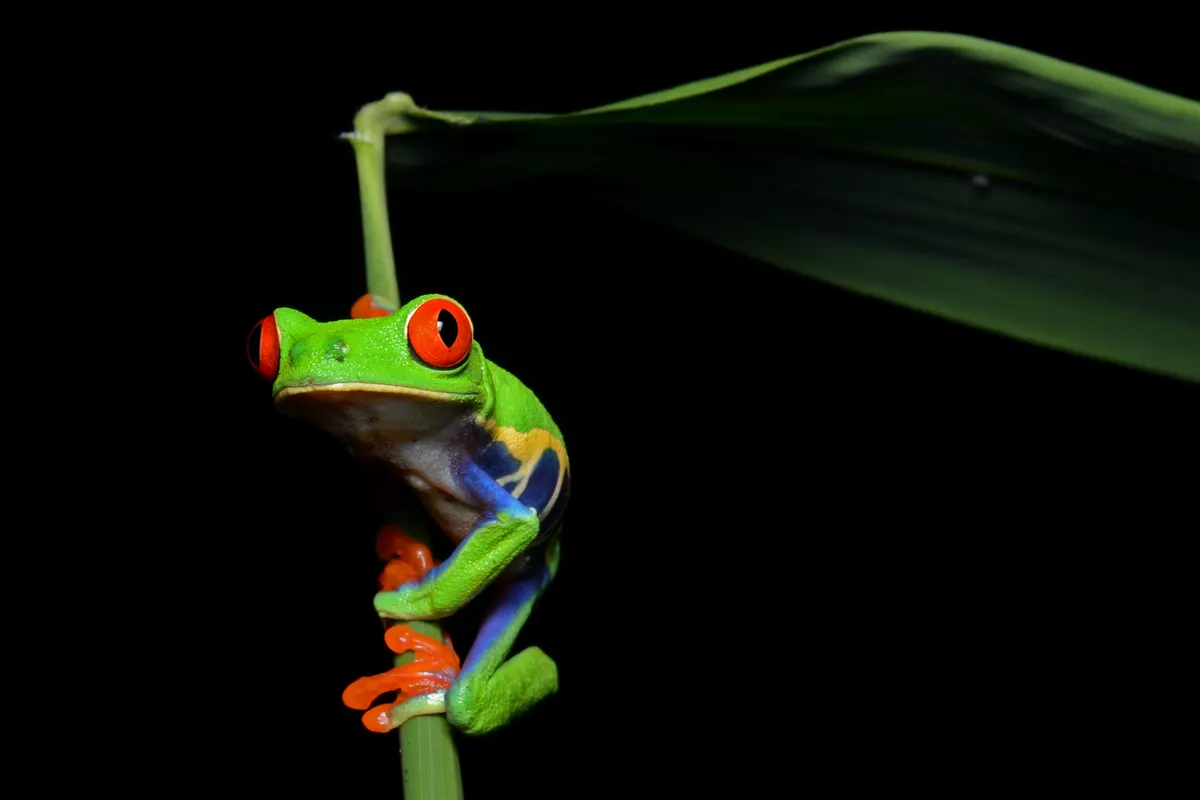 Red-eyed tree frog perched ready to hunt insects in Costa Rica