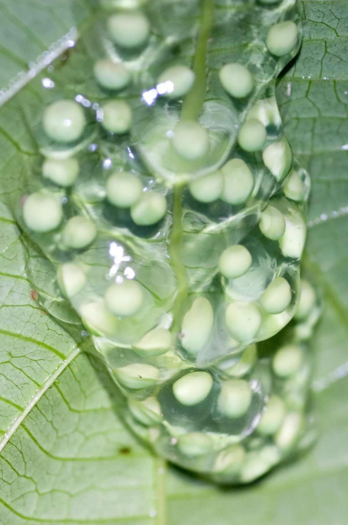 Clutch of red-eyed tree frog eggs in jelly on a leaf above water