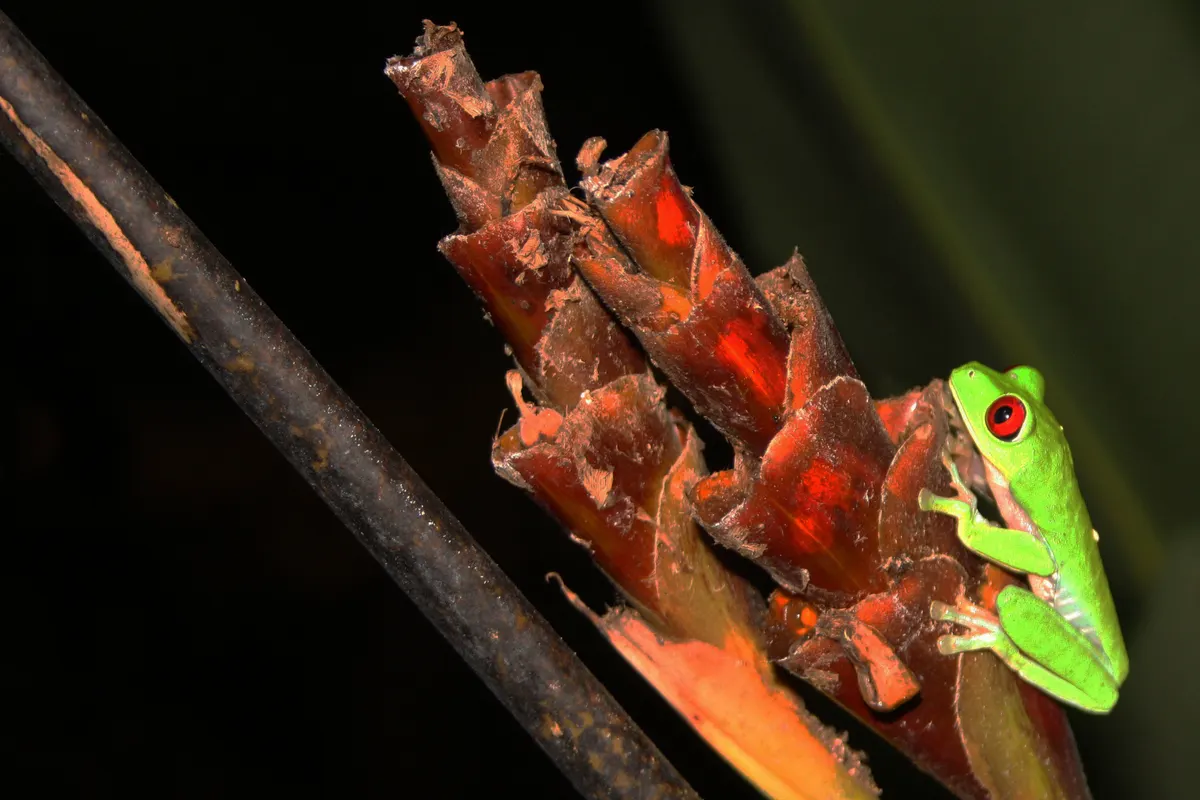Red-eyed tree frog on a leaf at night in Costa Rican rainforest
