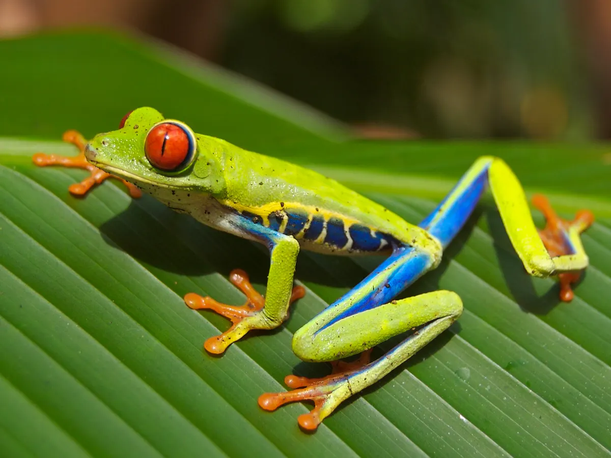 Red-eyed tree frog with bright red eyes and green body clinging to a leaf