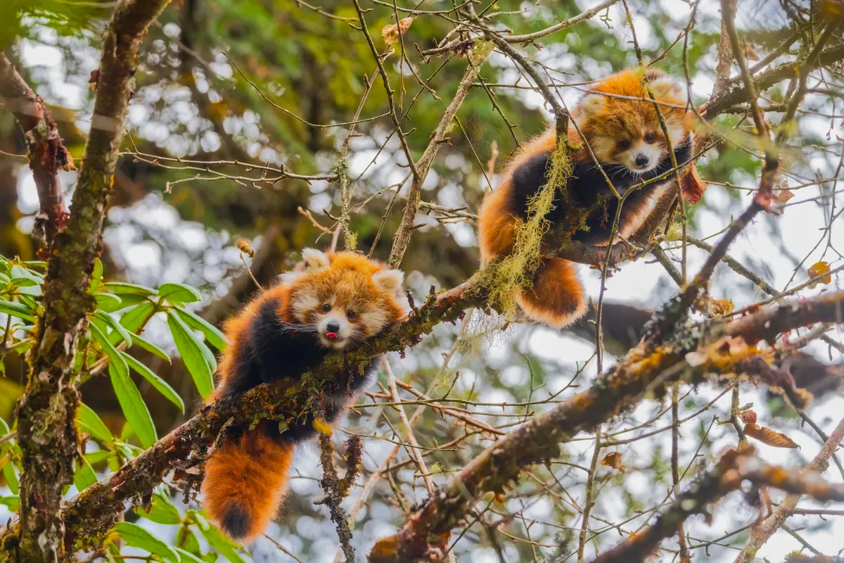 Two red panda cubs perched in a tree in Langtang National Park, Nepal