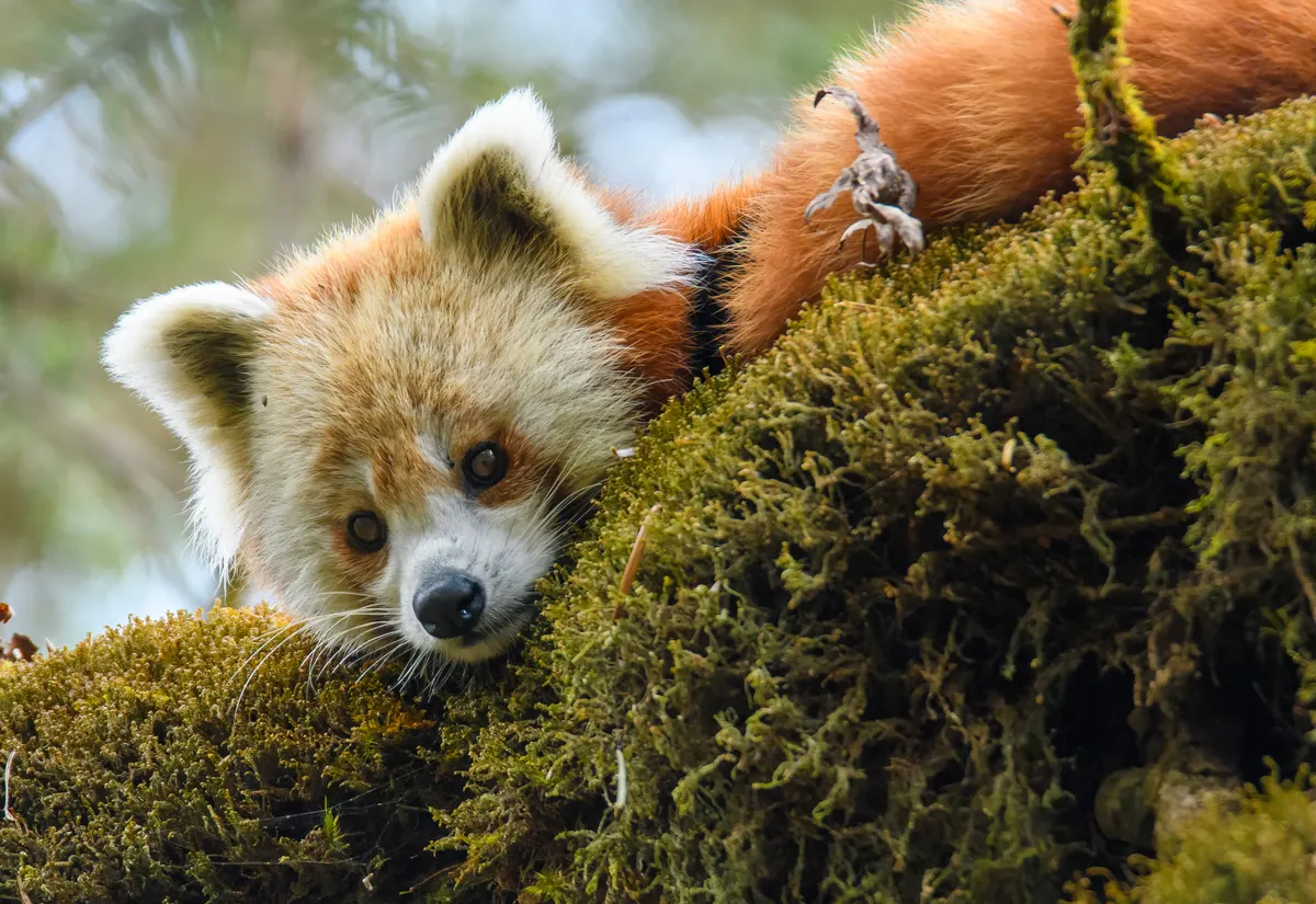 Close-up of a red panda face with reddish fur and white markings