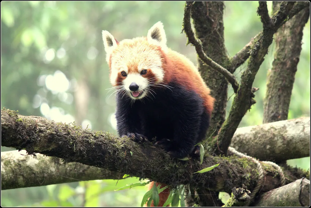 Young red panda cub resting on a mossy branch