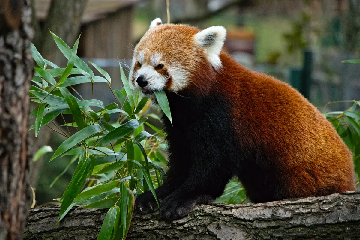 Red panda feeding on bamboo leaves in mountain forest habitat