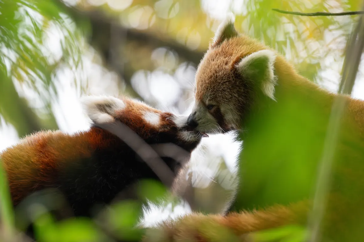Red panda mother caring for cub beside branch shelter